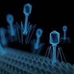 Gut bacteriophages linked to improved cognitive ability in humans