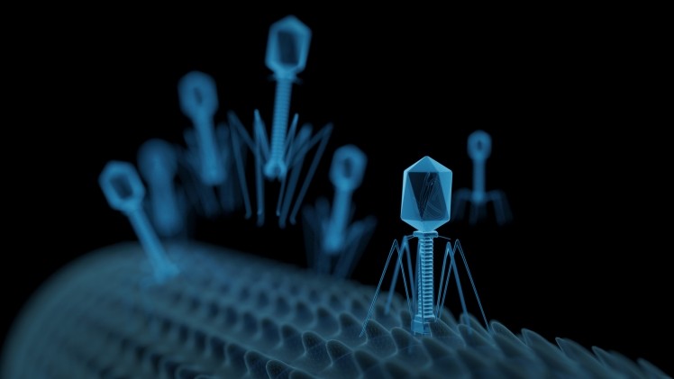 Read more about the article Gut bacteriophages linked to improved cognitive ability in humans